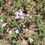 Thymus herba-barona habit picture by Patrice Nodet (cc-by-sa)