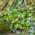 Cochlearia danica habit picture by Pierre LEON (cc-by-sa)