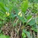 Symphytum tuberosum habit picture by Gradwohl Markus (cc-by-sa)