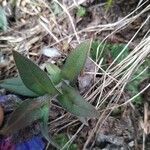 Pulmonaria angustifolia leaf picture by Cristian Zanella Cristian Zanella (cc-by-sa)