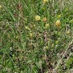 Trifolium ochroleucon habit picture by Jean-Marie Frenoux (cc-by-sa)