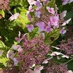 Hydrangea macrophylla habit picture by David Hocken (cc-by-sa)