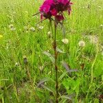 Dianthus barbatus habit picture by Rupert Lorenzer (cc-by-sa)