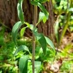 Alstroemeria psittacina habit picture by Trap Hers (cc-by-sa)