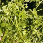 Stellaria ovata habit picture by Nelson Zamora Villalobos (cc-by-nc)