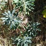 Euphorbia characias habit picture by Jean Gauberti (cc-by-sa)