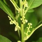 Claoxylon parviflorum flower picture by P. Bonnet (cc-by-sa)