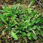 Pilosella officinarum habit picture by Andrzej Konstantynowicz (cc-by-sa)