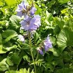 Polemonium caeruleum habit picture by Géraldine Delatouche (cc-by-sa)