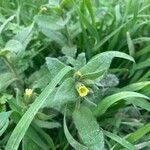 Nonea lutea flower picture by Arch Stanton (cc-by-sa)