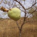 Sclerocarya birrea fruit picture by Dr Hadi Hakim (cc-by-sa)