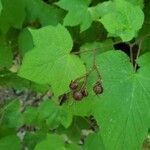 Rubus odoratus fruit picture by J Cheung (cc-by-sa)