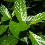 Hoffmannia psychotriifolia leaf picture by Nelson Zamora Villalobos (cc-by-nc)