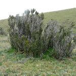 Chuquiraga jussieui habit picture by Fabien Anthelme (cc-by-sa)