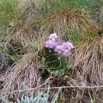 Ramonda myconi habit picture by Jose Maria Treviño Ferrer (cc-by-sa)