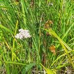 Achillea millefolium habit picture by Waldemar Zeja (cc-by-sa)