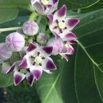 Calotropis procera flower picture by christiane Fazer (cc-by-sa)