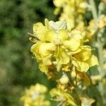 Verbascum lychnitis flower picture by izu jose (cc-by-sa)