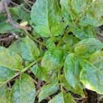 Solanum tuberosum leaf picture by Moreno Mary (cc-by-sa)