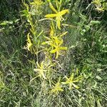 Asphodeline liburnica flower picture by Kathleen Butler (cc-by-sa)