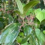 Miconia affinis leaf picture by Obando Soto (cc-by-sa)