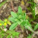 Alyssum alyssoides leaf picture by Prieta Javier (cc-by-sa)