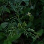 Desmanthus virgatus leaf picture by Busy bee (cc-by-sa)