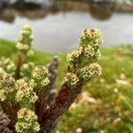 Alchemilla nivalis flower picture by Fabien Anthelme (cc-by-sa)