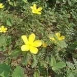 Tribulus cistoides fruit picture by Garcia Juan (cc-by-sa)