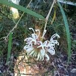 Grevillea linearifolia flower picture by O'Loughlin Davi (cc-by-sa)