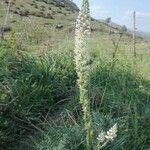 Reseda odorata flower picture by umby71 (cc-by-sa)