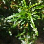 Cistus ladanifer leaf picture by INDALECIO CASADO BOLIVAR (cc-by-sa)