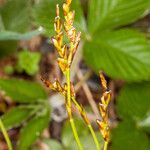 Carex digitata fruit picture by Martin Bishop (cc-by-sa)