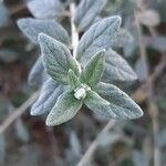 Teucrium fruticans leaf picture by Monteiro Henrique (cc-by-sa)