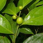 Casearia coronata fruit picture by Nelson Zamora Villalobos (cc-by-nc)