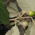 Quercus oleoides fruit picture by Nelson Zamora Villalobos (cc-by-nc)