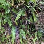 Blechnum spicant leaf picture by basiak (cc-by-sa)