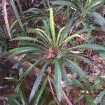 Blechnum obtusatum habit picture by Daniel Barthelemy (cc-by-nc)