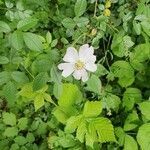 Rosa canina flower picture by Rohov (cc-by-sa)