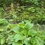 Rumex alpinus habit picture by Francois Mansour (cc-by-sa)