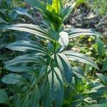 Saponaria officinalis habit picture by Romain SUAU (cc-by-sa)