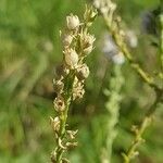 Linaria repens fruit picture by Magalie Delalande (cc-by-sa)