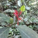 Pachystachys coccinea leaf picture by Sophie VILLEDIEU (cc-by-sa)