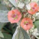 Sphaeralcea bonariensis flower picture by Trap Hers (cc-by-sa)