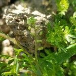 Lepidium didymum fruit picture by Christophe Gautreau (cc-by-sa)