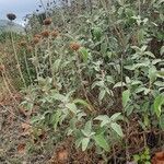 Phlomis fruticosa habit picture by Jan Schulte (cc-by-sa)