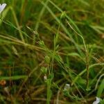 Linum usitatissimum habit picture by Pierre LEON (cc-by-sa)