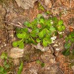 Saxifraga cuneifolia habit picture by Martin Bishop (cc-by-sa)