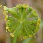 Bupleurum petraeum leaf picture by Yoan MARTIN (cc-by-sa)