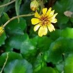 Farfugium japonicum flower picture by Boy Portuguese (cc-by-sa)